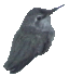 The Hummingbirds