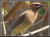 Cedar wax wing