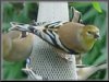 Finches