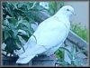 White pigeon